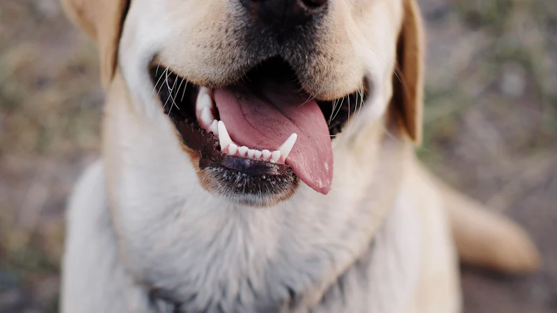 Labrador retriever amarillo adulto