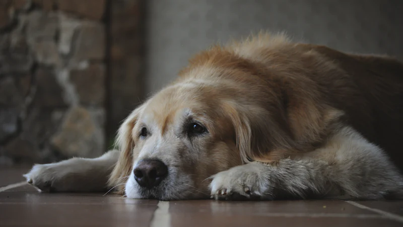 Perro de pelo largo tumbado en el suelo