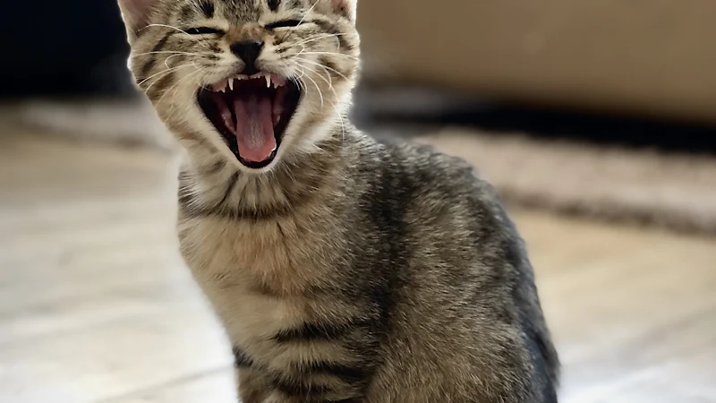 Gatito atigrado plateado en el suelo