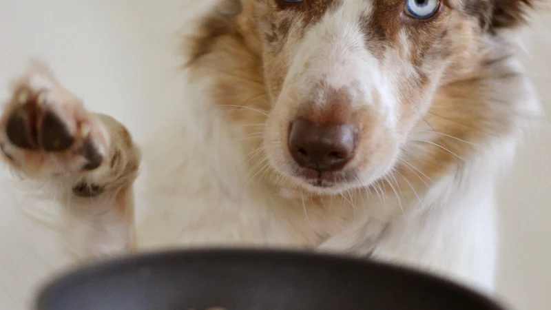 Perro junto a un plato de comida
