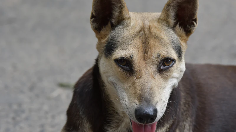 Perro con la lengua fuera jadeando
