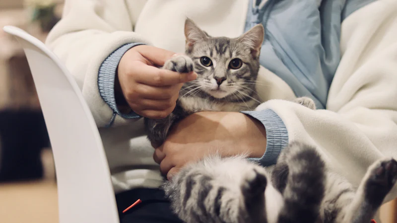 Persona sosteniendo en brazos a un gato atigrado plateado