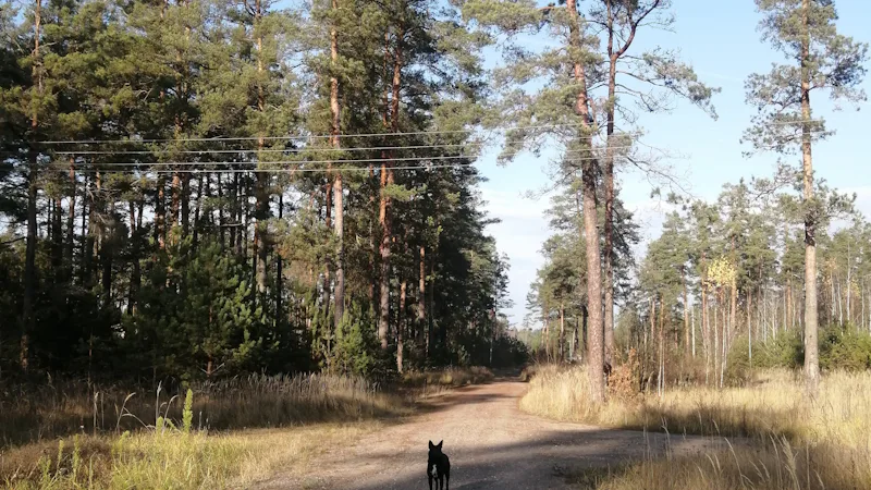 Perro caminando por un camino de tierra en un pinar