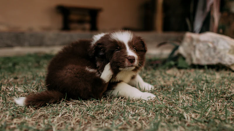Cachorro rascándose la oreja sobre la hierba